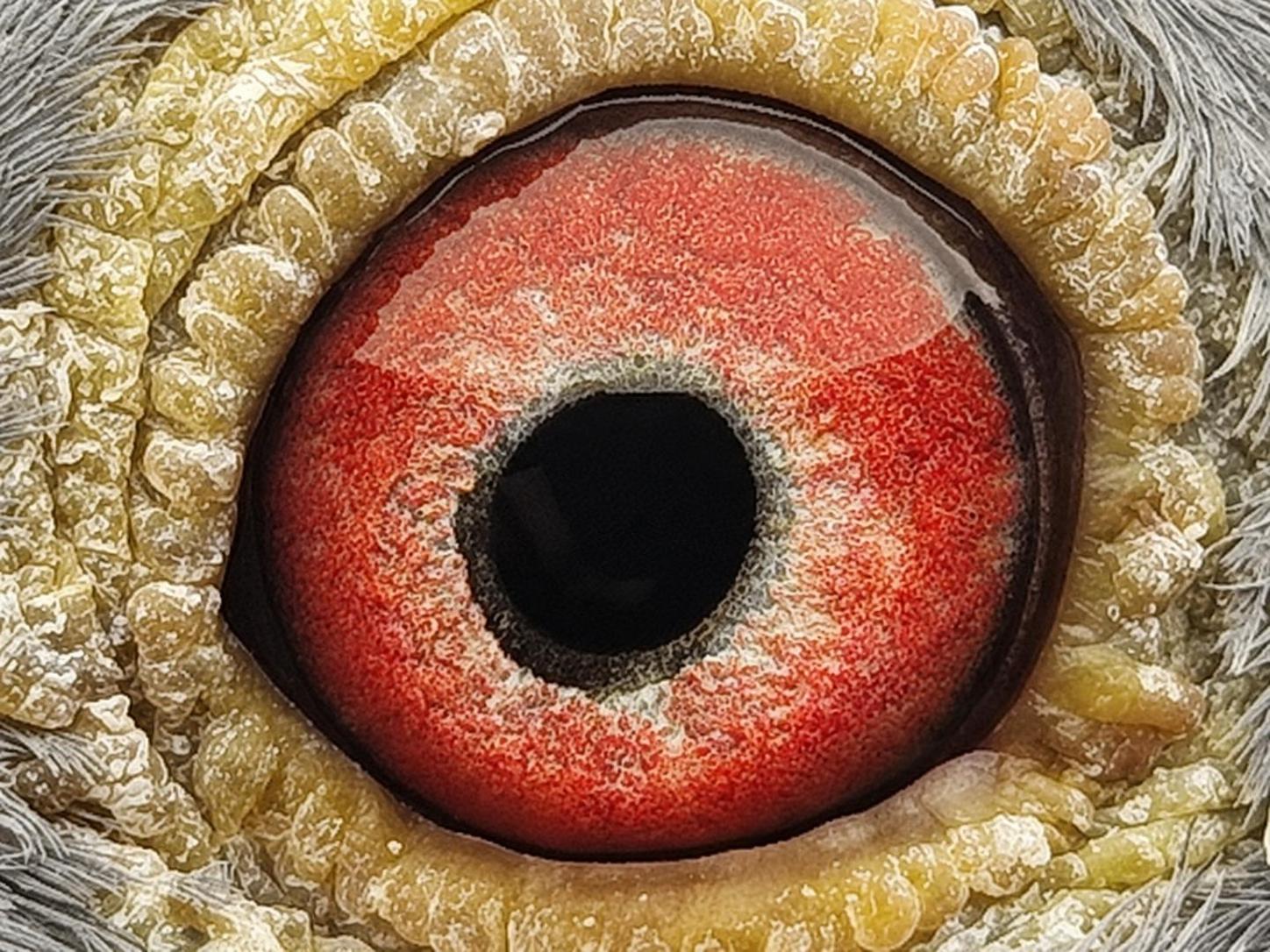 Pigeon eye
